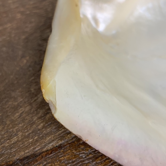 Anthropologie Style Pearlescent Capiz Seashell Decorative Trinket Dish - Picture 3 of 5